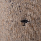 Fynch-Hatton Μπεζ Πουλόβερ C Neck - 1310  344